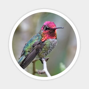 Adult Male Anna's Hummingbird in the Plum Tree Magnet